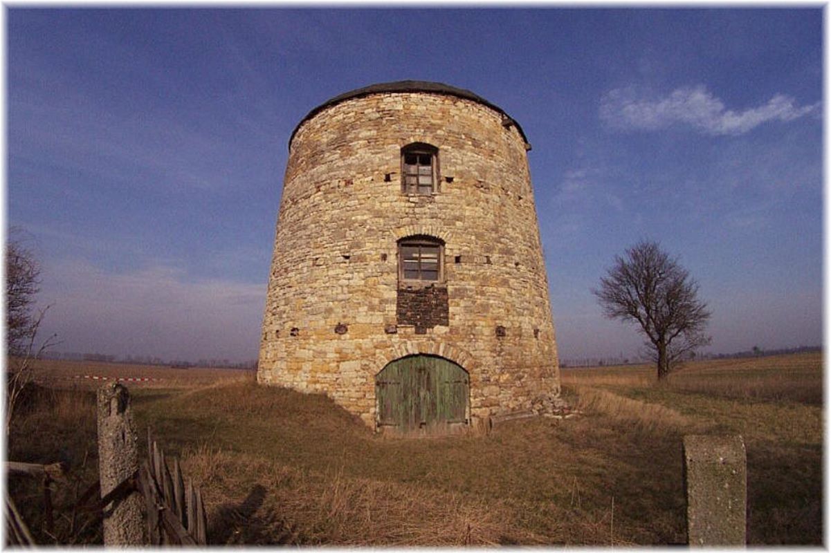 nördlicher Turmholländer Schafstädt